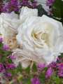 IMG_1533.jpeg
