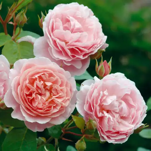 Średniej wielkości, pachnące kwiaty o jasnoróżowym kolorze Strawberry Hill