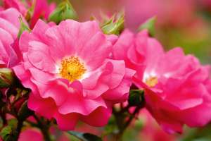 Róża okrywowa HEIDETRAUM- doniczka 2 l.