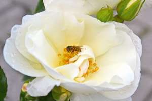 Róża okrywowa SCHNEEFLOCKE- Doniczka 2 l. 