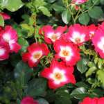 Róża rabatowa LOKI- Doniczka 5 l.