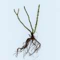wariant gka.jpg