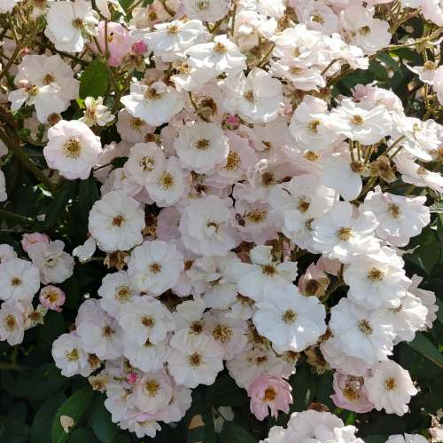 wspomnienie lata-zbliżenie-kwiat-jasny  róż