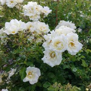 Róża okrywowa IWONA- doniczka 2 l.