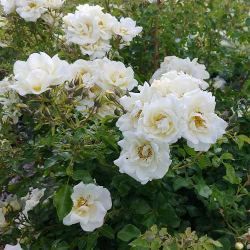 Róża okrywowa-Iwona-kremowa-biała-puste kwiaty-zbliżenie