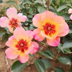 Róża okrywowa JOJO PEACH- Doniczka 2 l.