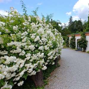 Róża pnąca BOBBIE JAMES - doniczka 2 l.