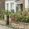 Różowa róża rabatowa, rozeogrodowe, Gertrude Jekyll.jpg
