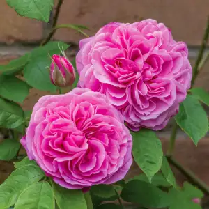 Róża angielska GERTRUDE JEKYLL - doniczka 2 l.