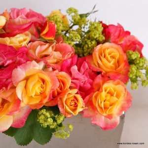 Róża rabatowa FIREBIRD® - doniczka 2 l.