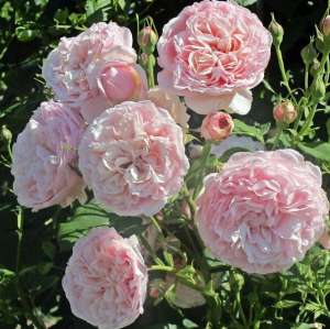 Róża pnąca DIVINA - doniczka 2 l.