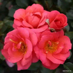 Róża rabatowa FLAMINGO - doniczka 2 l.