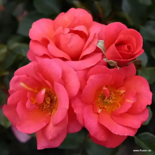 Róża rabatowa flamigo, powtarza kwitnienie, sprzedaż, wysyłka, róże ogrodowe.jpg.webp