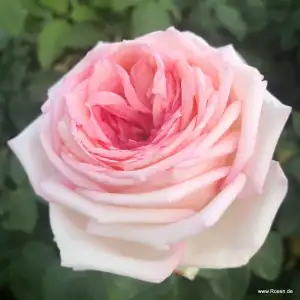 Róża wielkokwiatowa MEINE ROSE - goły korzeń klasa A