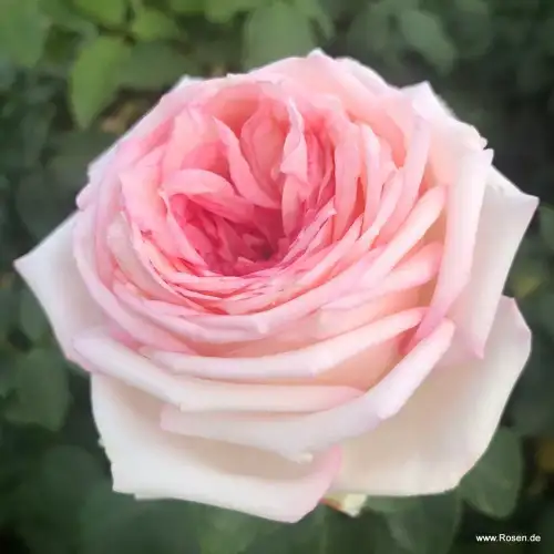 Róża meine rose, kremowo-różowy kwiat, sprzedaż, wysyłka, róże ogrodowe grzegorz hyży,jpg.webp