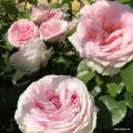 Róża, jasny róż, pełny, duży kwiat, ciemnozielone liście, kordes rosen, róże ogrodowe.jpg.webp