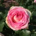 Róża meine rose, jasny róż, nadaje się na kwiat cięty do wazowu, sadzonki, doniczki.jpg.webp
