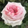 Róża, delikatny zapach, różowa, sprzedaż, sadzonki, doniczka, róże ogrodowe, kordes rosen.jpg.webp