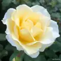 Róża mentor rose, żółto-kremowa, sprzedaż, wysyłka, doniczka, róże ogrodowe, grzegorz hyży.jpg.webp