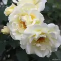 Róża żółto-kremowa, nadaje się do donic, pusty kwiat w środku, doniczka, kordes rosen.jpg.webp