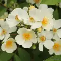 Róża biała, natura siluetta, pnąca, sprzedaż, wysyłka, grzegorz hyży, róże ogrodowe.jpg.webp