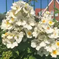Biała, natura siluetta, drobny, pusty kwiat, doniczka, kordes rosen.jpg.webp