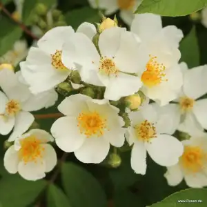 Róża pnąca NATURA SILUETTA - doniczka 2 l.