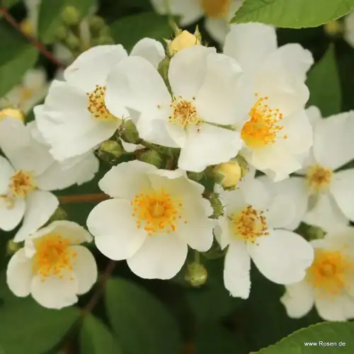 Róża biała, natura siluetta, pnąca, sprzedaż, wysyłka, grzegorz hyży, róże ogrodowe.jpg.webp