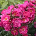 Różowa róża pnąca, dobrze odporna, nadaje się do donic na tarasiei balkonie, kordes rosen.jpg.webp