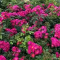 Perfumy siluetta, różowo-fioletowa, pachąca, donica, półciń, sprzedaż, róże ogrodowe.jpg.webp