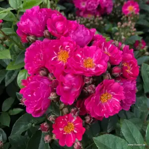 Róża pnąca PERFUMY SILUETTA - doniczka 2 l.