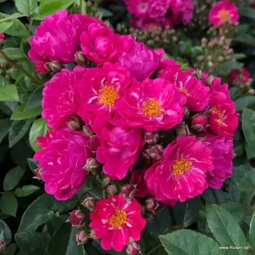 Róża fioletowo-różowa, perfumy siuetta, pachnąca, sprzedaż, grzegorz hyży, róże ogrodowe.jpg.webp