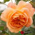 roza-herbaciana-parkowa-westerland-krzewy.jpg