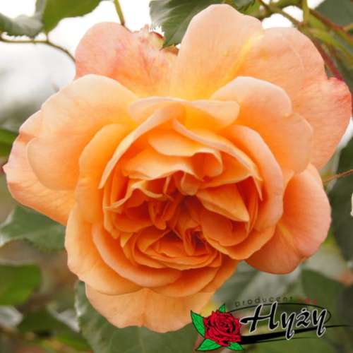 roza-herbaciana-parkowa-westerland-krzewy.jpg