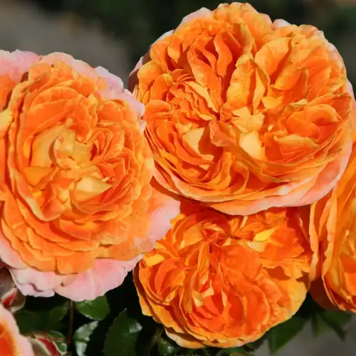 Samba, róża, pomarańczowo-żółta, pełny duży kwiat, pełne wypełnienie, kordes rosen.jpg.webp