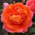 Róża samba, pomarańczowo czerwona, sprzedaż, wysyłka, grzegorz hyży.jpg.webp