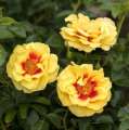 Orienta-Aylin, róża, okrywowa, żółta, kwiat otwarty, sprzedaż, wysyłka, róże ogrodowe.jpg.jpg