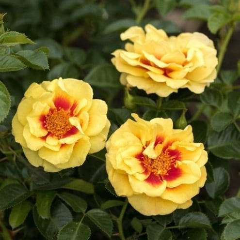 Orienta-Aylin, róża, okrywowa, żółta, kwiat otwarty, sprzedaż, wysyłka, róże ogrodowe.jpg.jpg