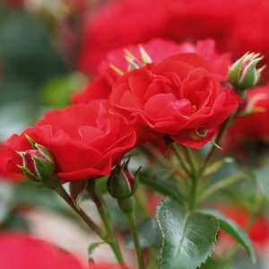 Róża okrywowa BALOU - doniczka 2 l.