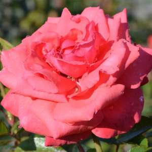 Róża pnąca FASSADENZAUBER - doniczka 2 l.