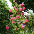 Heidetraum Plus, róża pnąca, różowa, Noack Rosen, RozeOgrodowe.pl, Grzegorz Hyży, róża do donic, odporna.jpg