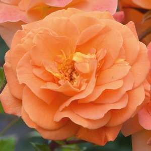 Róża rabatowa WESTZEIT - doniczka 2 l.