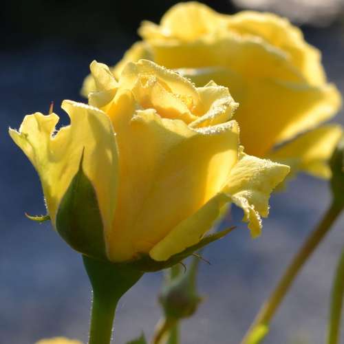 Sommergold, żółta, pachnąca róża, pełny kwiat, róże ogrodowe, szkółka róż, noack rosen,.jpg