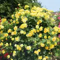 Sommergold, żółta, certyfikat ADR, mocno pachnąca, szkółka róż, rozeogrodowe, grzegorz hyży.jpg