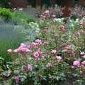Różowa róża schone dortmunderin, tolerująca półcień, noack rosen, rozeogrodowe.pl.jpg