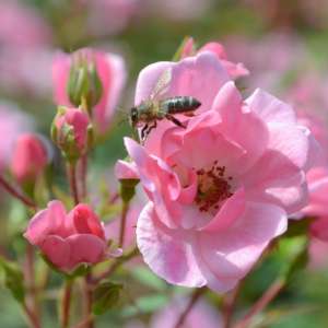 Róża okrywowa SCHONE DORTMUNDERIN - doniczka 2 l.