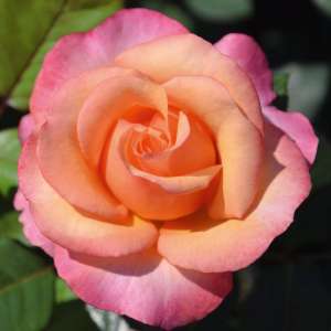 Róża wielkokwiatowa SALOON - doniczka 2 l.