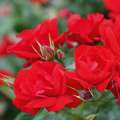 Resnanz, róża rabatowa niemieckiego hodowcy Noack Rosen, róża na rabaty, czerwona, RozeOgrodowe.pl.jpg