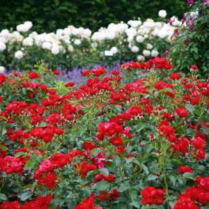 Róża rabatowa RESONANZ - doniczka 2 l.