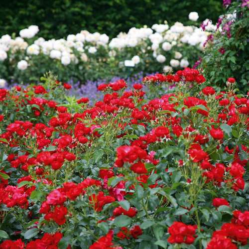 Resonanz, czerwona, półpełny kwiat, przyjazna dla owadów, rozeogrodowe.pl, noack rosen.jpg